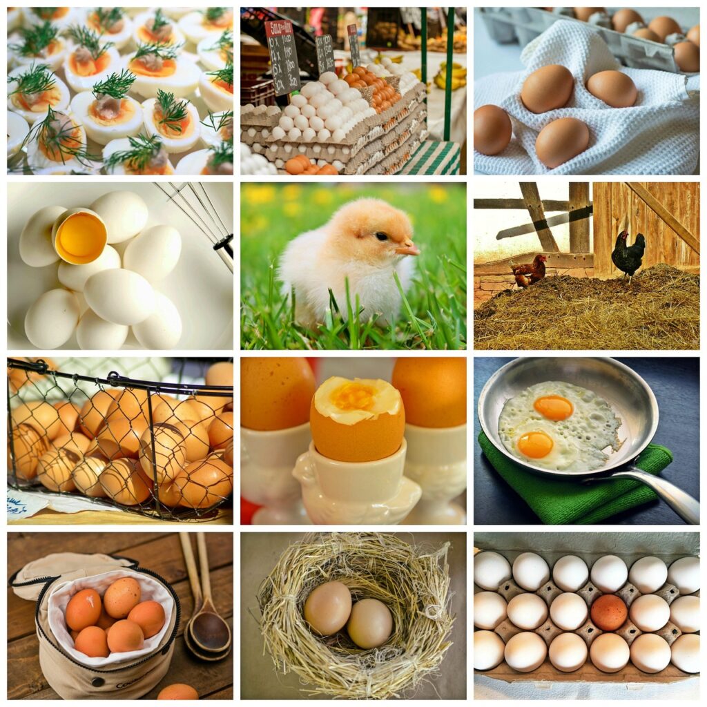 collage, eggs, chicken-1572831.jpg