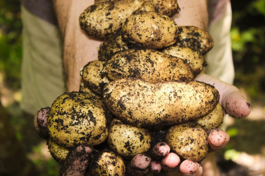 potatoes, natural, soil-1866415.jpg